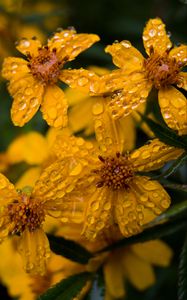 Preview wallpaper marigold, flower, drops, yellow, macro