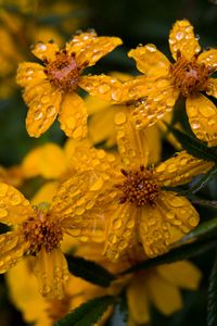 Preview wallpaper marigold, flower, drops, yellow, macro