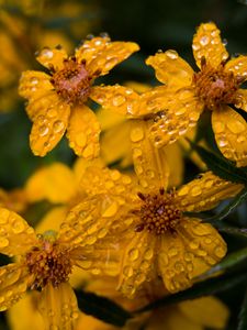 Preview wallpaper marigold, flower, drops, yellow, macro