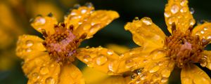 Preview wallpaper marigold, flower, drops, yellow, macro