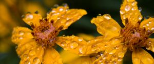 Preview wallpaper marigold, flower, drops, yellow, macro