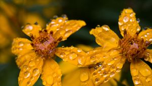 Preview wallpaper marigold, flower, drops, yellow, macro