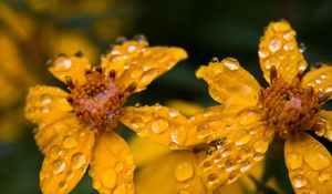 Preview wallpaper marigold, flower, drops, yellow, macro