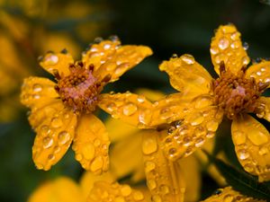 Preview wallpaper marigold, flower, drops, yellow, macro