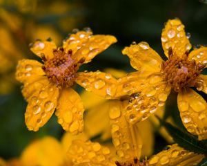 Preview wallpaper marigold, flower, drops, yellow, macro