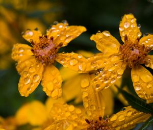 Preview wallpaper marigold, flower, drops, yellow, macro