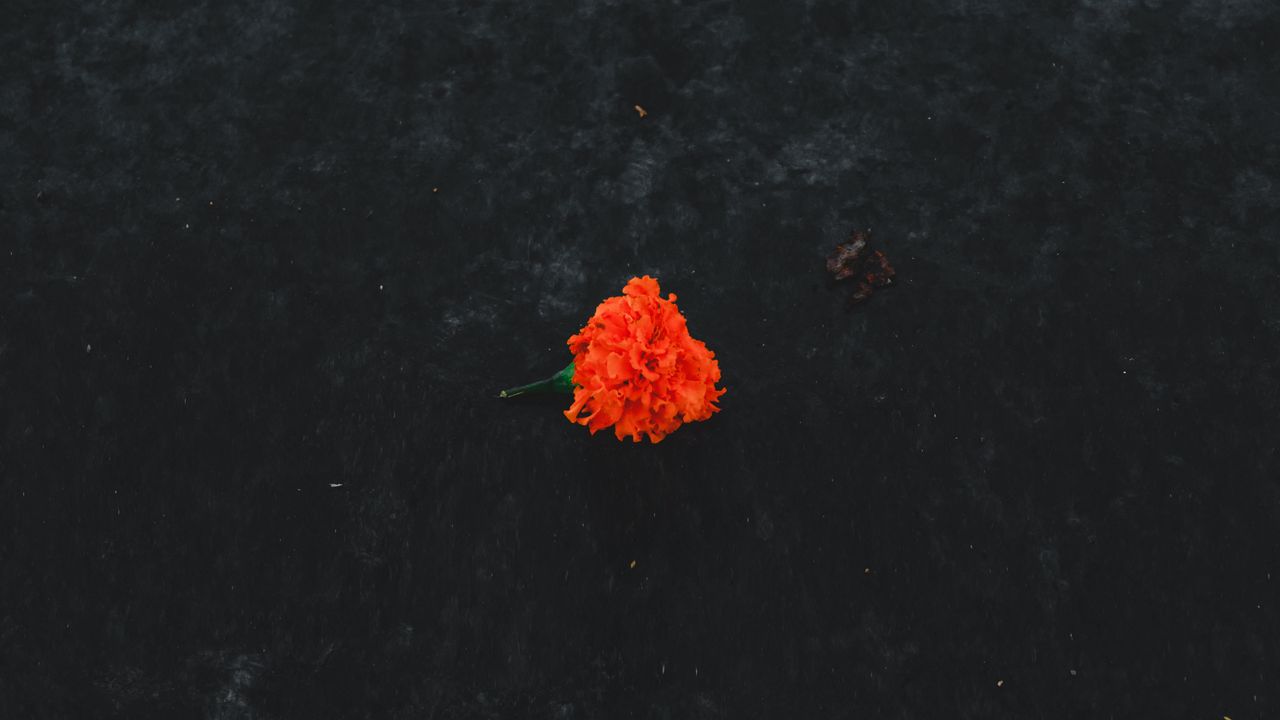 Wallpaper marigold, flower, orange, ground