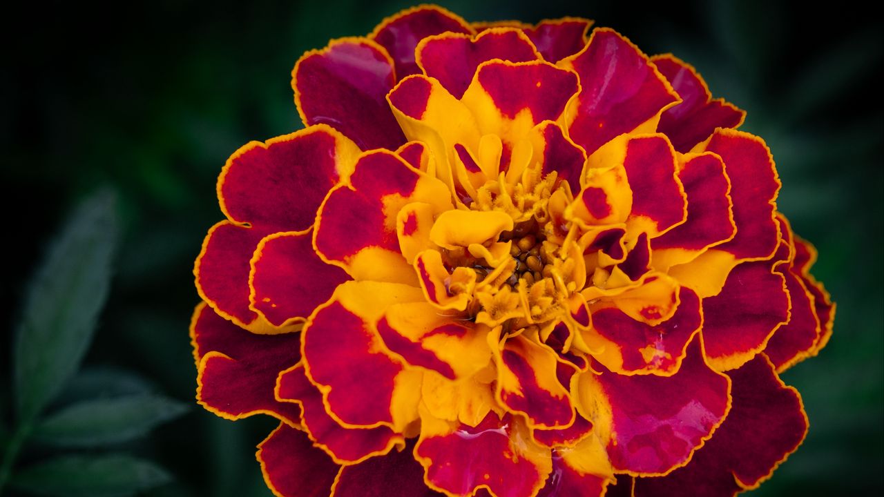 Wallpaper marigold, flower, petals, macro, yellow, purple