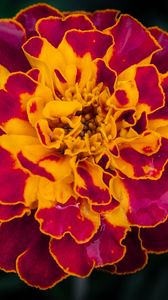 Preview wallpaper marigold, flower, petals, macro, yellow, purple
