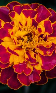 Preview wallpaper marigold, flower, petals, macro, yellow, purple