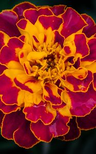 Preview wallpaper marigold, flower, petals, macro, yellow, purple