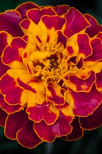 Preview wallpaper marigold, flower, petals, macro, yellow, purple