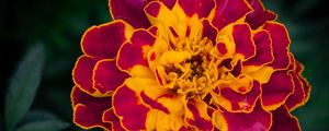 Preview wallpaper marigold, flower, petals, macro, yellow, purple