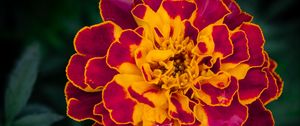 Preview wallpaper marigold, flower, petals, macro, yellow, purple