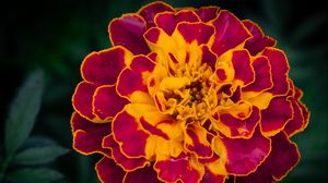 Preview wallpaper marigold, flower, petals, macro, yellow, purple