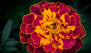 Preview wallpaper marigold, flower, petals, macro, yellow, purple