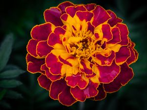 Preview wallpaper marigold, flower, petals, macro, yellow, purple