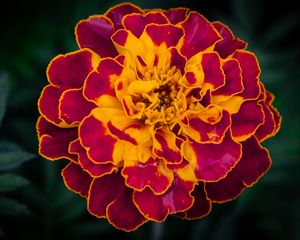 Preview wallpaper marigold, flower, petals, macro, yellow, purple