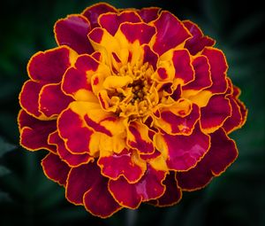 Preview wallpaper marigold, flower, petals, macro, yellow, purple