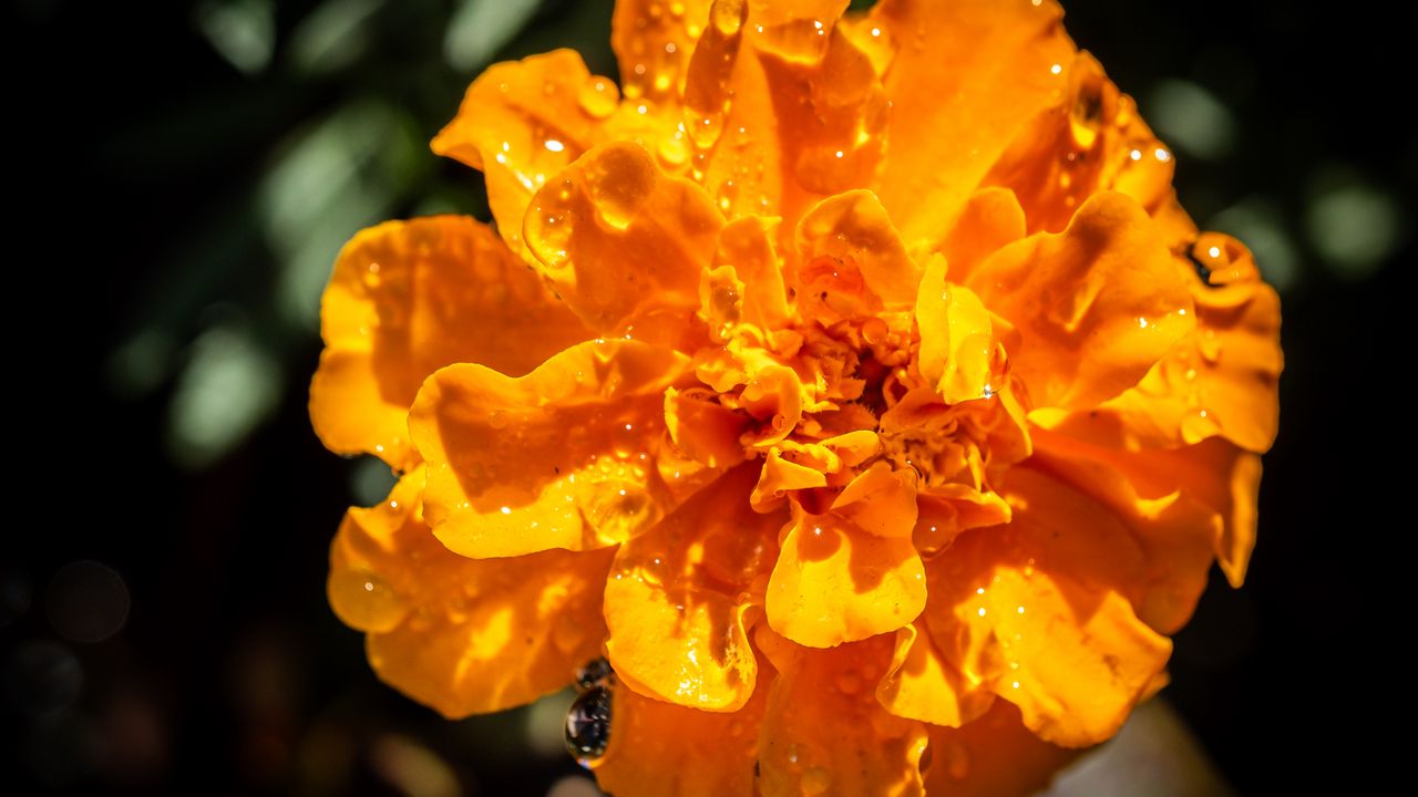 Wallpaper marigold, flower, petals, macro, yellow