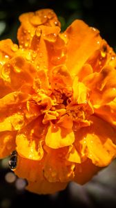 Preview wallpaper marigold, flower, petals, macro, yellow