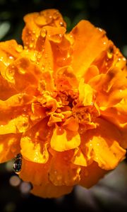 Preview wallpaper marigold, flower, petals, macro, yellow