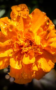 Preview wallpaper marigold, flower, petals, macro, yellow