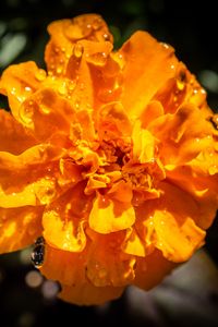 Preview wallpaper marigold, flower, petals, macro, yellow