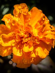 Preview wallpaper marigold, flower, petals, macro, yellow