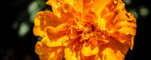 Preview wallpaper marigold, flower, petals, macro, yellow