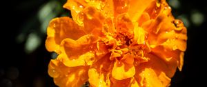 Preview wallpaper marigold, flower, petals, macro, yellow