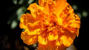 Preview wallpaper marigold, flower, petals, macro, yellow