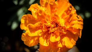 Preview wallpaper marigold, flower, petals, macro, yellow