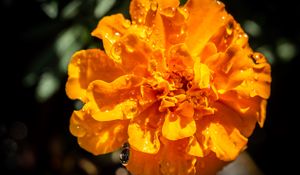 Preview wallpaper marigold, flower, petals, macro, yellow