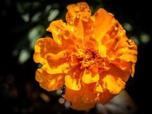 Preview wallpaper marigold, flower, petals, macro, yellow