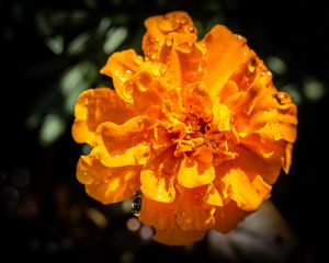 Preview wallpaper marigold, flower, petals, macro, yellow