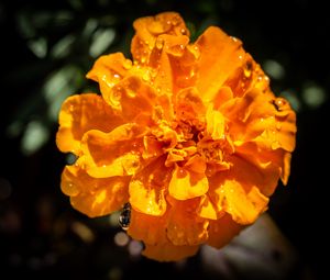 Preview wallpaper marigold, flower, petals, macro, yellow