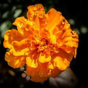 Preview wallpaper marigold, flower, petals, macro, yellow