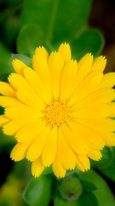 Preview wallpaper marigold, flower, petals, macro, yellow, plant