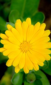 Preview wallpaper marigold, flower, petals, macro, yellow, plant