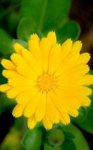 Preview wallpaper marigold, flower, petals, macro, yellow, plant