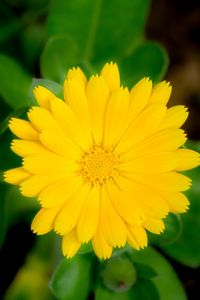 Preview wallpaper marigold, flower, petals, macro, yellow, plant