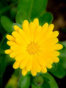 Preview wallpaper marigold, flower, petals, macro, yellow, plant