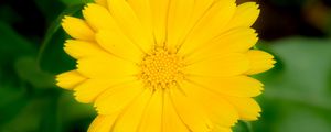 Preview wallpaper marigold, flower, petals, macro, yellow, plant