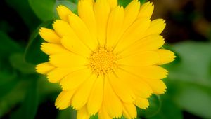 Preview wallpaper marigold, flower, petals, macro, yellow, plant