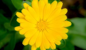 Preview wallpaper marigold, flower, petals, macro, yellow, plant