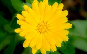 Preview wallpaper marigold, flower, petals, macro, yellow, plant