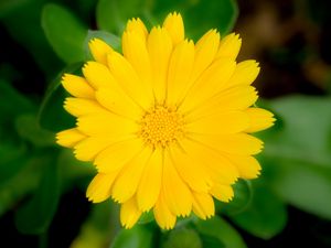 Preview wallpaper marigold, flower, petals, macro, yellow, plant