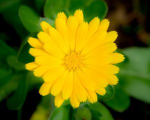 Preview wallpaper marigold, flower, petals, macro, yellow, plant