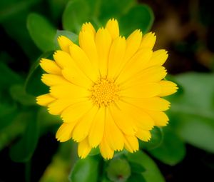 Preview wallpaper marigold, flower, petals, macro, yellow, plant